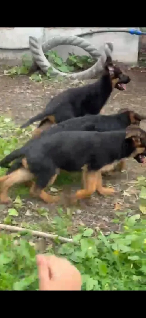 Top chiot berger allemand mal et femelle