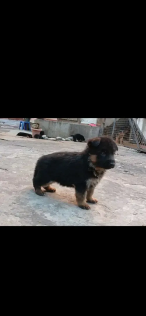 Chiots berger allemand parents étrangers