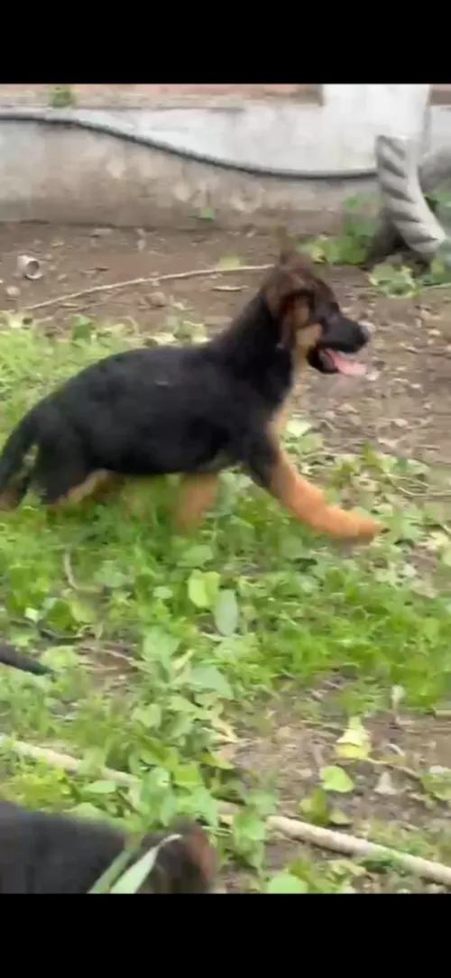 Top chiot berger allemand mal et femelle