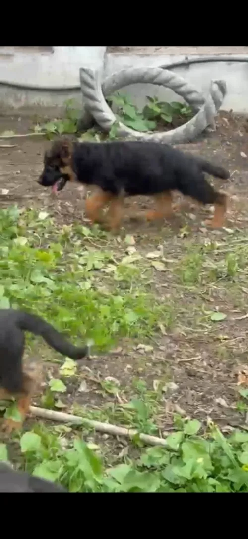Top chiot berger allemand mal et femelle