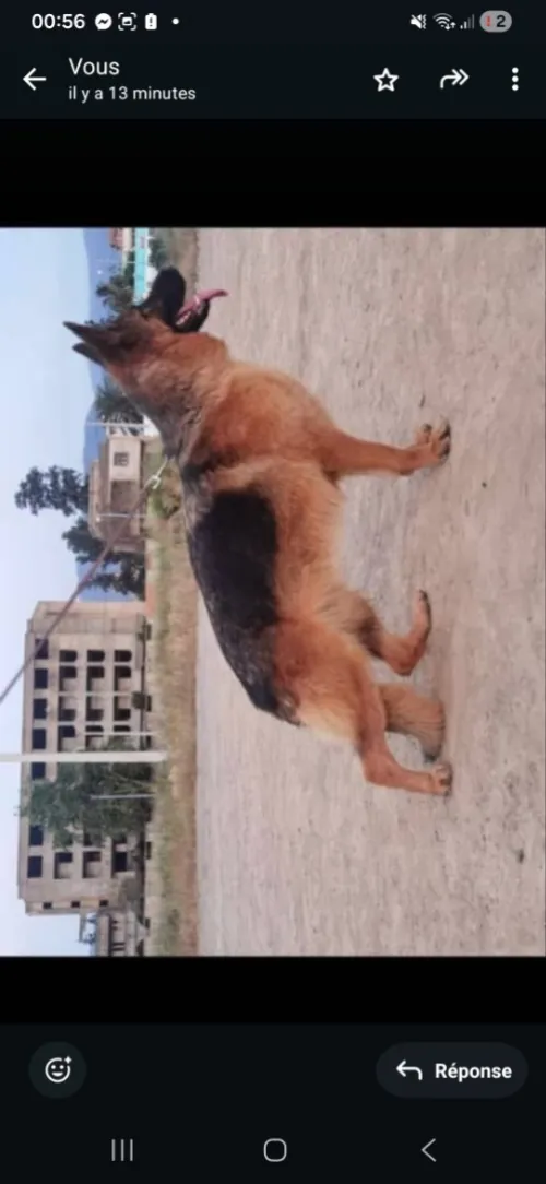 Berger allemand chiots et adultes