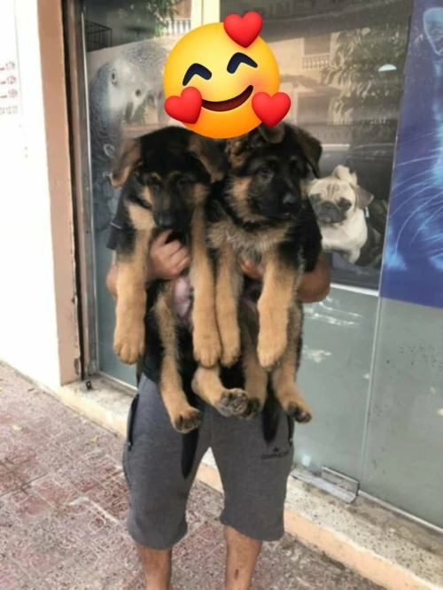Chiot berger allemand de haute lignée