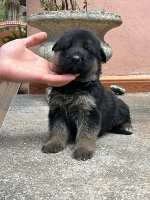 Chiots berger allemand