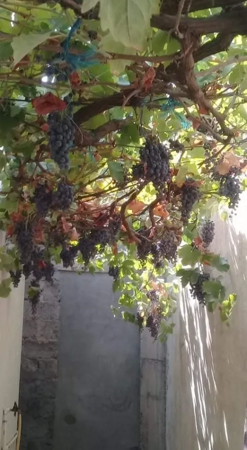 Vente Villa Tebessa El aouinet