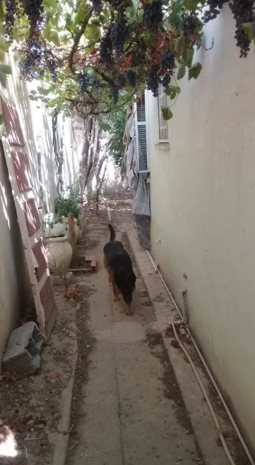 Vente Villa Tebessa El aouinet