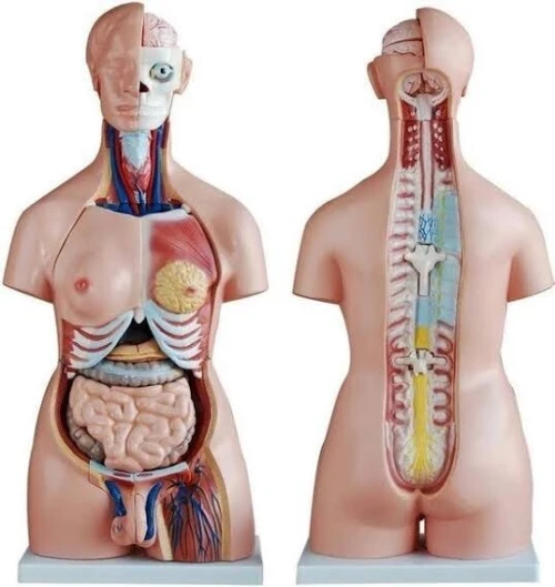 Mannequin de secourisme مجسم الإسعافات الأولية
