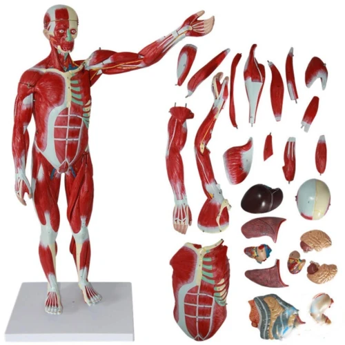 Mannequin de secourisme مجسم الإسعافات الأولية