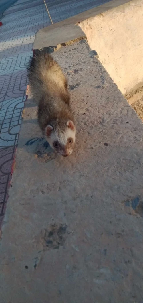 Furet