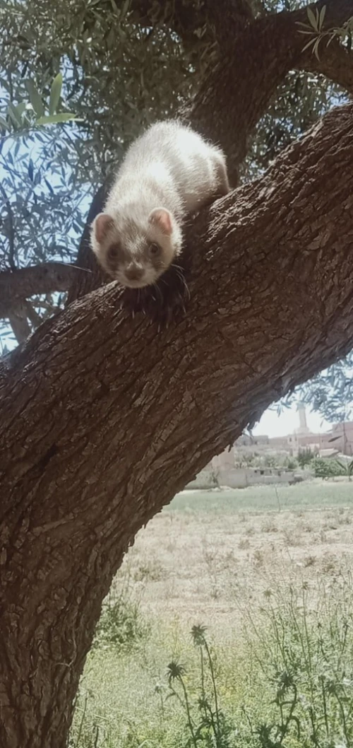 Furet