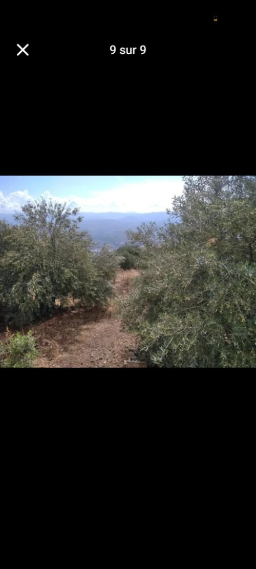 Vente Terrain Béjaïa Beni mellikeche