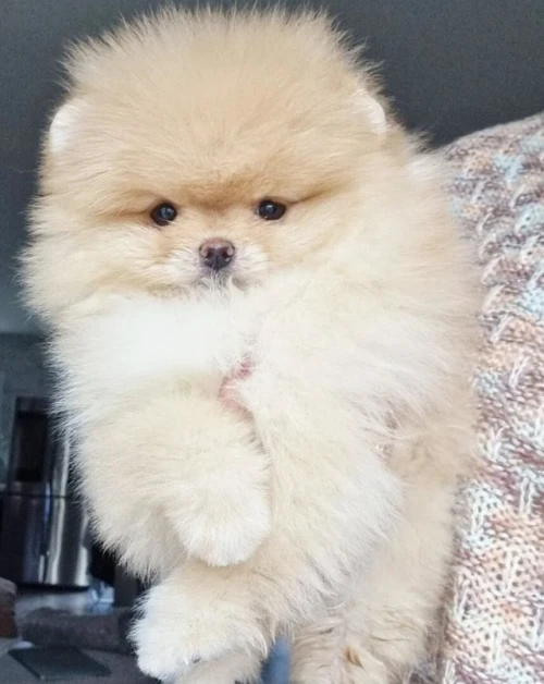 Spitz pomeranian