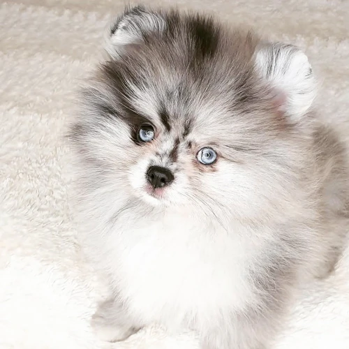 Spitz pomeranian 