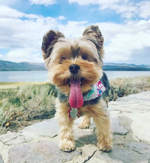  yorkshire toy - pékinois - bichon - chihuahua - spitz allemand - pomeranian - chow chow - carlin 