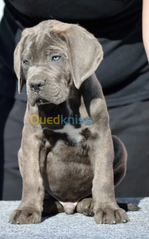 Cane corso 