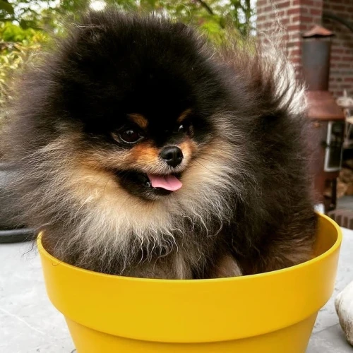 Spitz pomeranian 