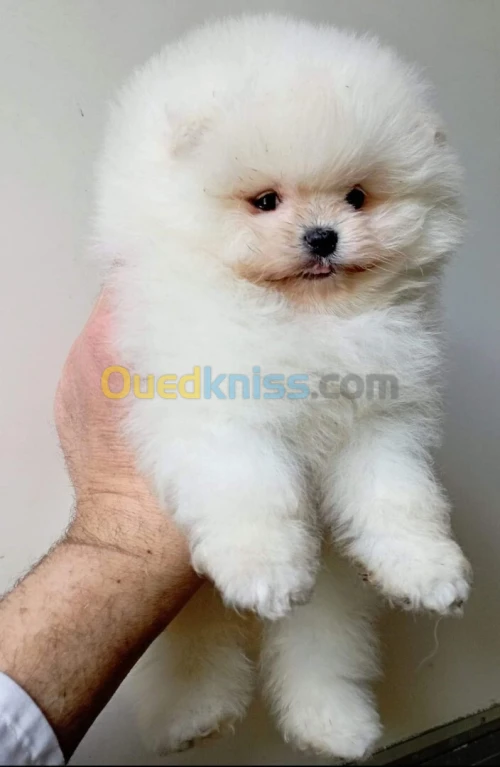  yorkshire toy - pékinois - bichon - chihuahua - spitz allemand - pomeranian - chow chow - carlin 