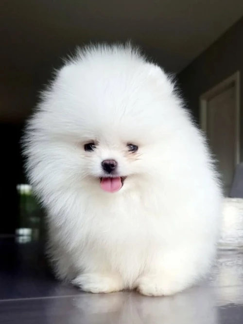 Spitz pomeranian