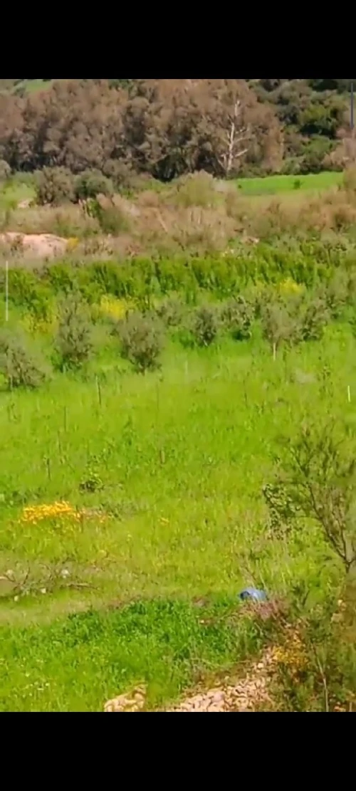 Vente Terrain Agricole Aïn Defla Ain benian 8