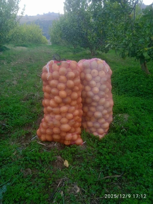 Vente Terrain Agricole Aïn Defla Ain benian 7