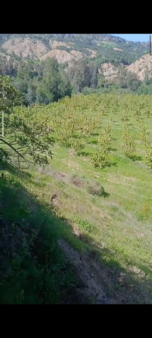 Vente Terrain Agricole Aïn Defla Ain benian
