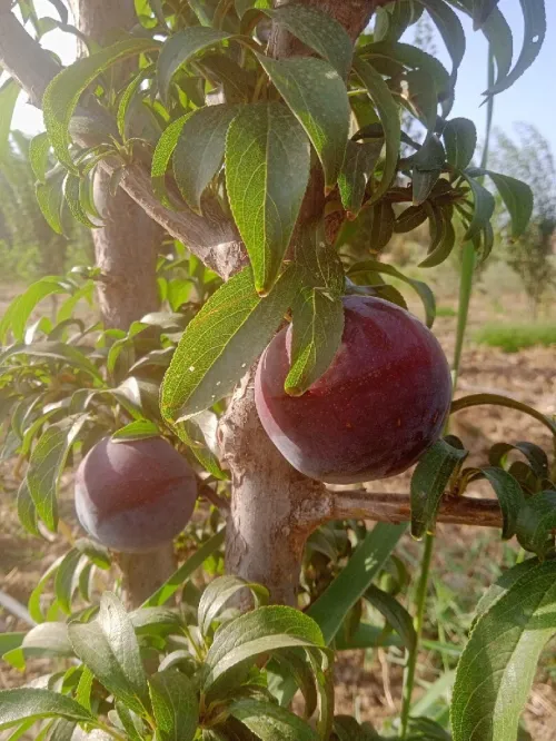 Vente Terrain Agricole Aïn Defla Ain benian 15