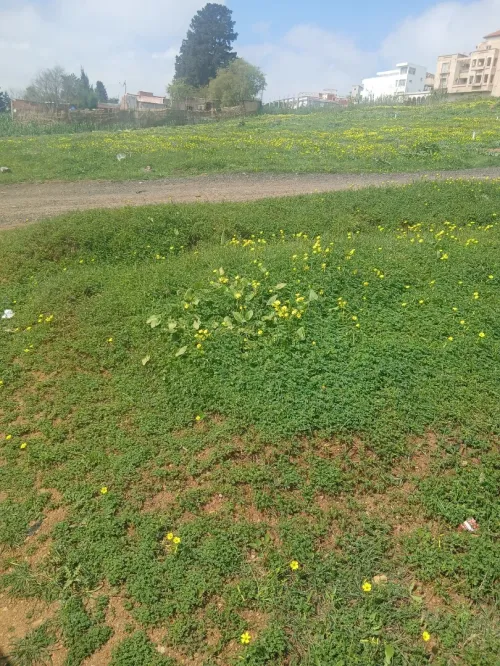 Location Terrain Tipaza Kolea