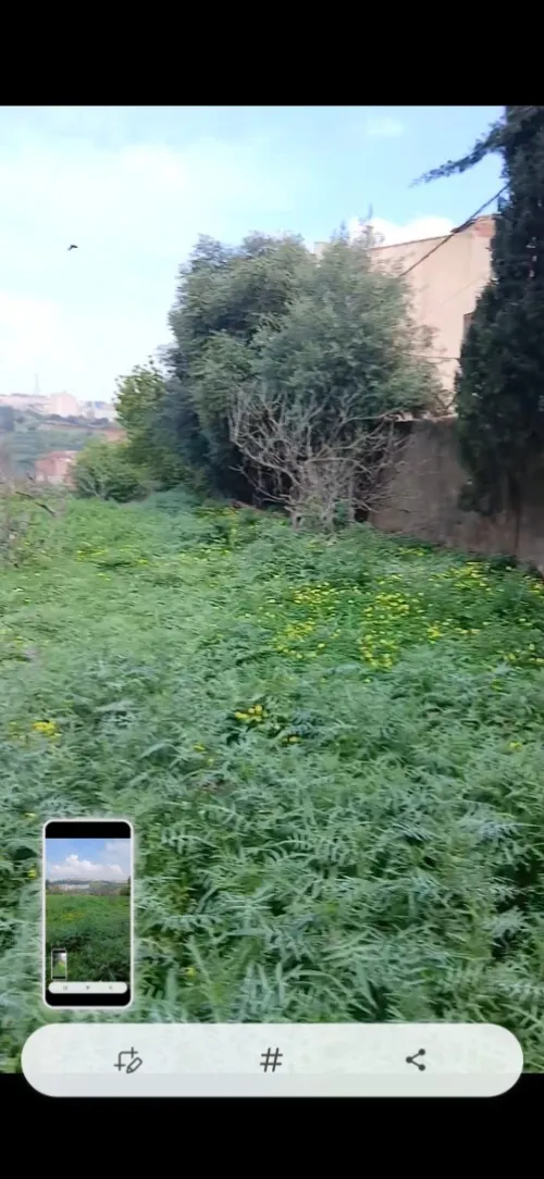 Vente Terrain Tipaza Kolea