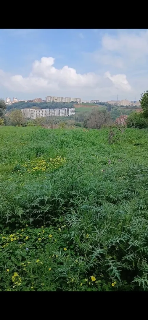 Vente Terrain Tipaza Kolea