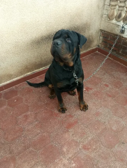 Rottweiler