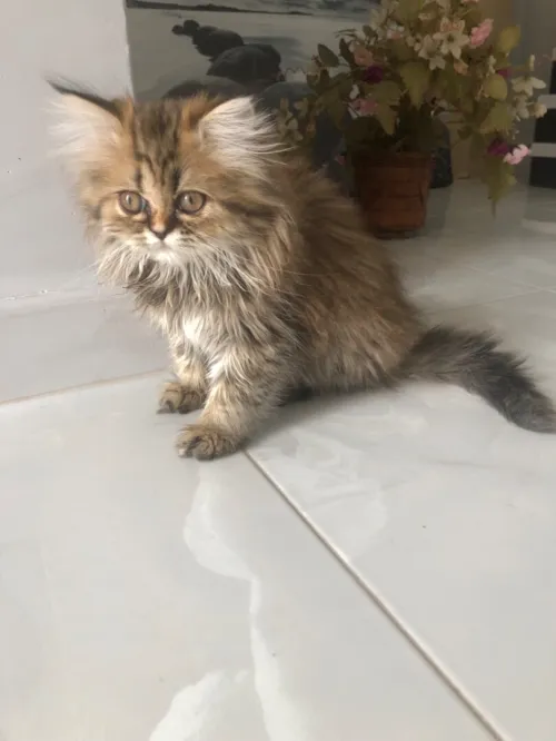 Chat persan prix imbattable 