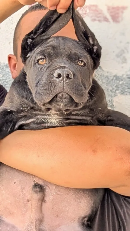 Chien 