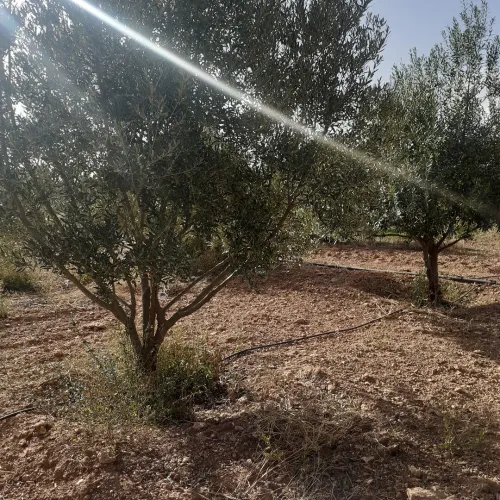 Vente Terrain Agricole Tiaret Mahdia