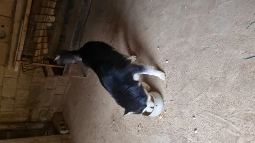 Chien