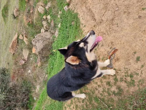 Chien