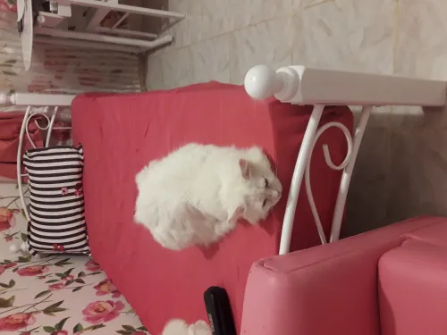 Chat chirazi