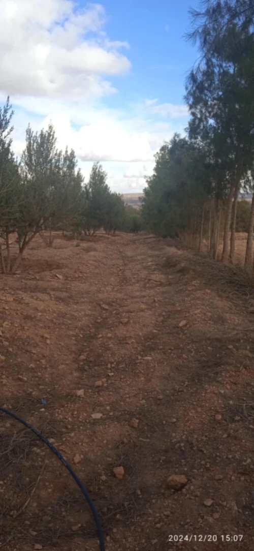 Vente Terrain Agricole Saïda Youb