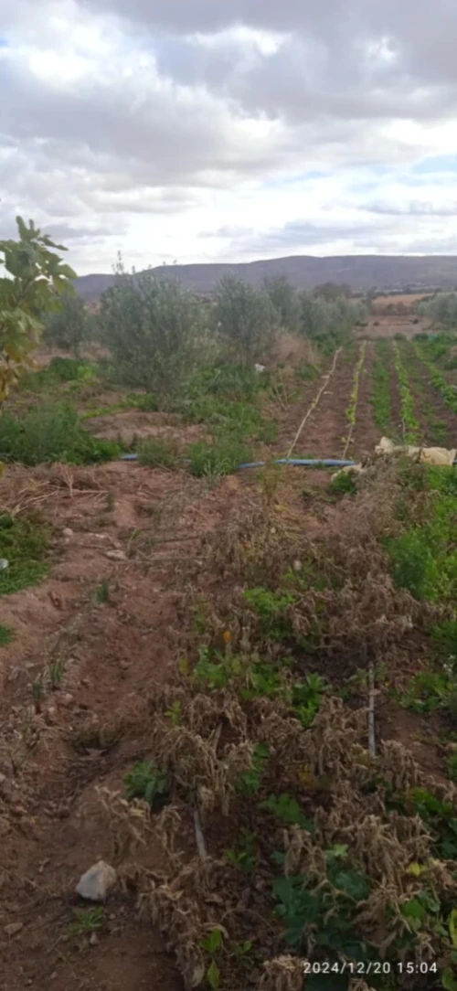 Vente Terrain Agricole Saïda Youb