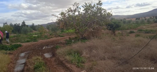 Vente Terrain Agricole Saïda Youb