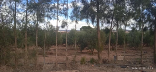 Vente Terrain Agricole Saïda Youb