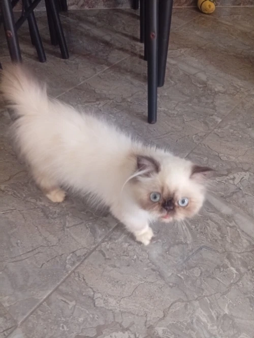 Femelle Himalayan 5 mois vacciné 