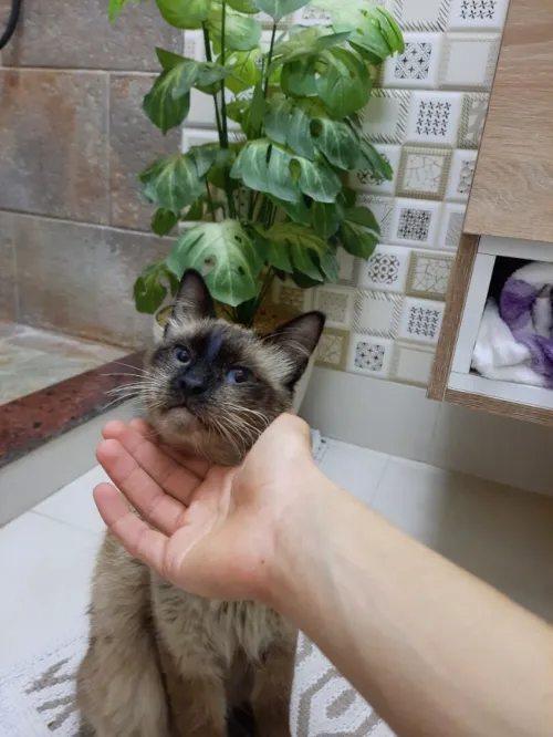 chat siamois
