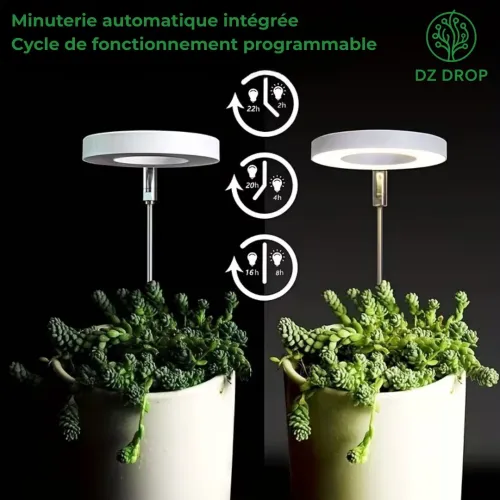 Lampes de Croissance pour plantes