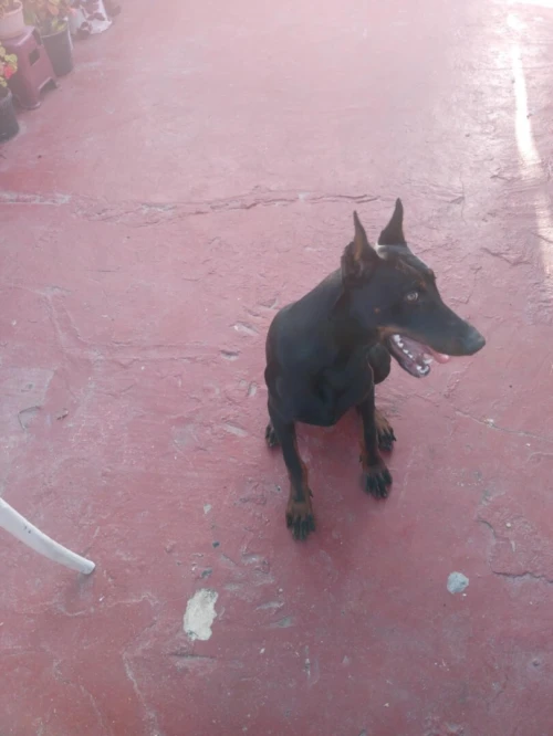 Dobermann