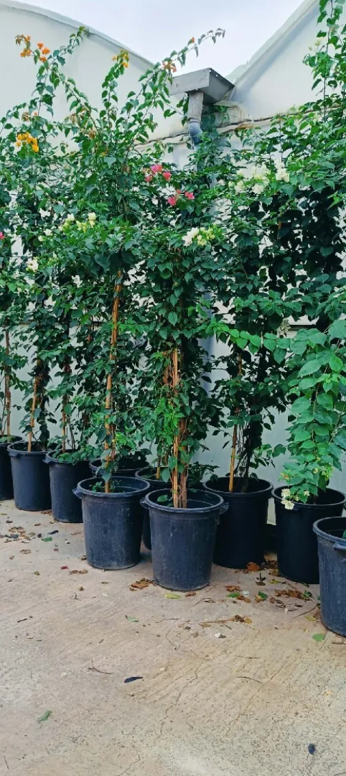 Espace vert,Pose gazon naturel et plantation d'arbres,d'arbustes et plantes décorative