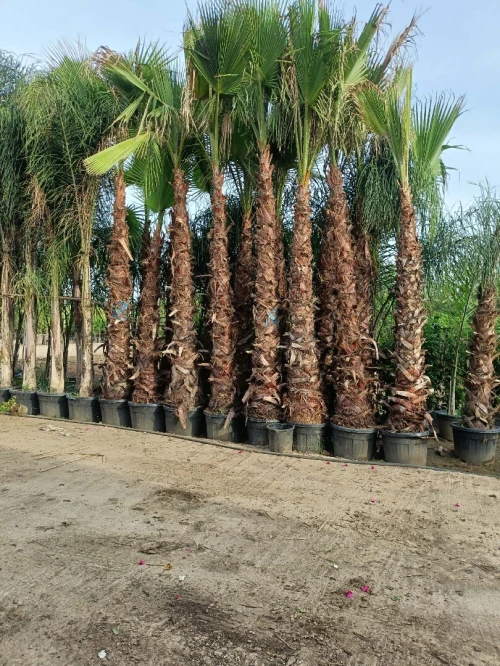 Espace vert,Pose gazon naturel et plantation d'arbres,d'arbustes et plantes décorative