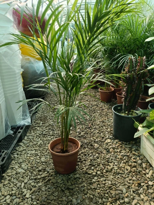 Espace vert,Pose gazon naturel et plantation d'arbres,d'arbustes et plantes décorative