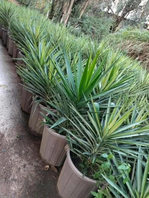 Arbres & plantes espace vert