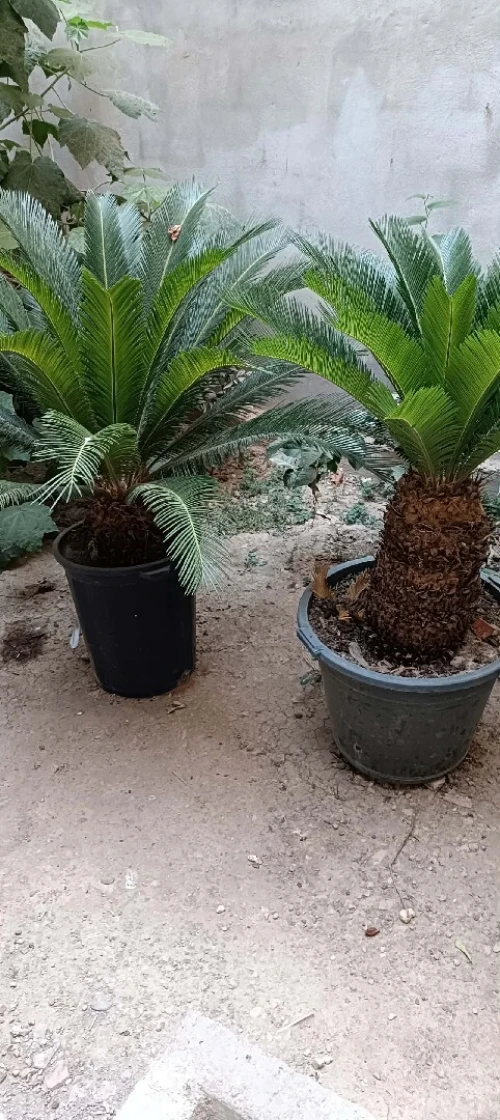 Espace vert,Pose gazon naturel et plantation d'arbres,d'arbustes et plantes décorative