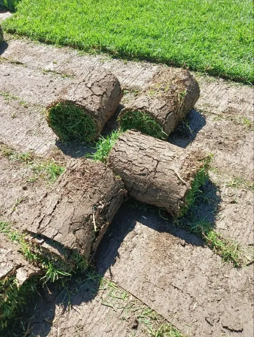Gazon (كوكويو،شاندو،ميديجو )