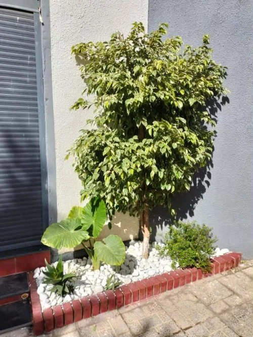 Arbres & plantes espace vert